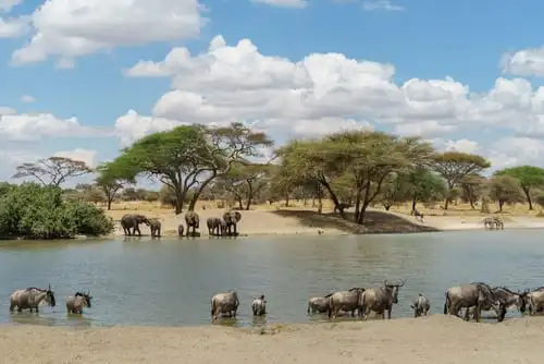 A quel moment de l’année visiter le parc de Tarangire ?